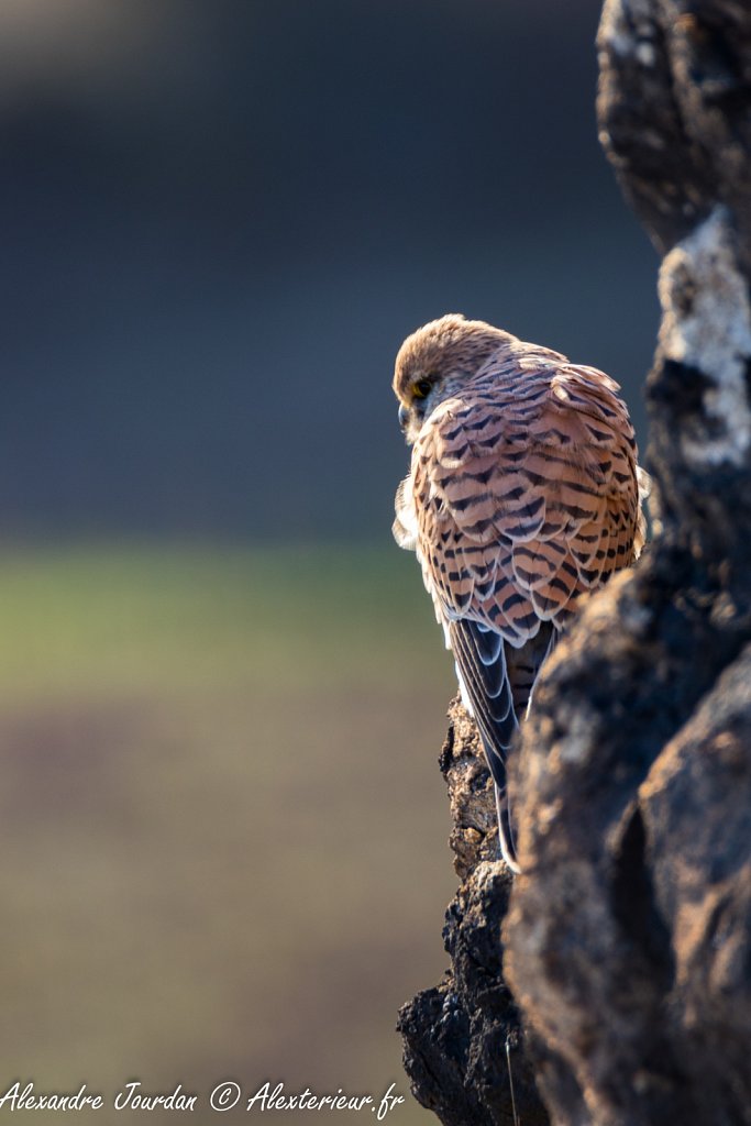 Faucon crécerelle femelle (Falco tinnunculus)