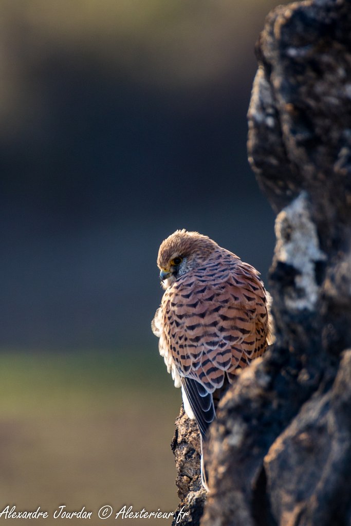 Faucon crécerelle femelle (Falco tinnunculus)
