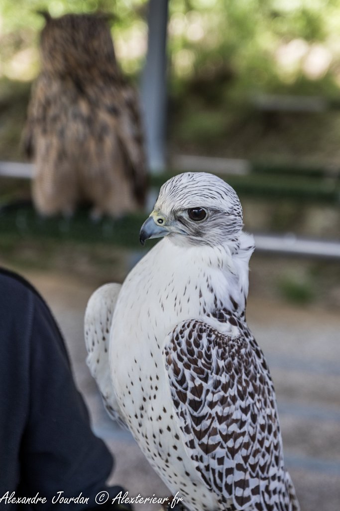 Faucon gerfaut (Falco rusticolus)