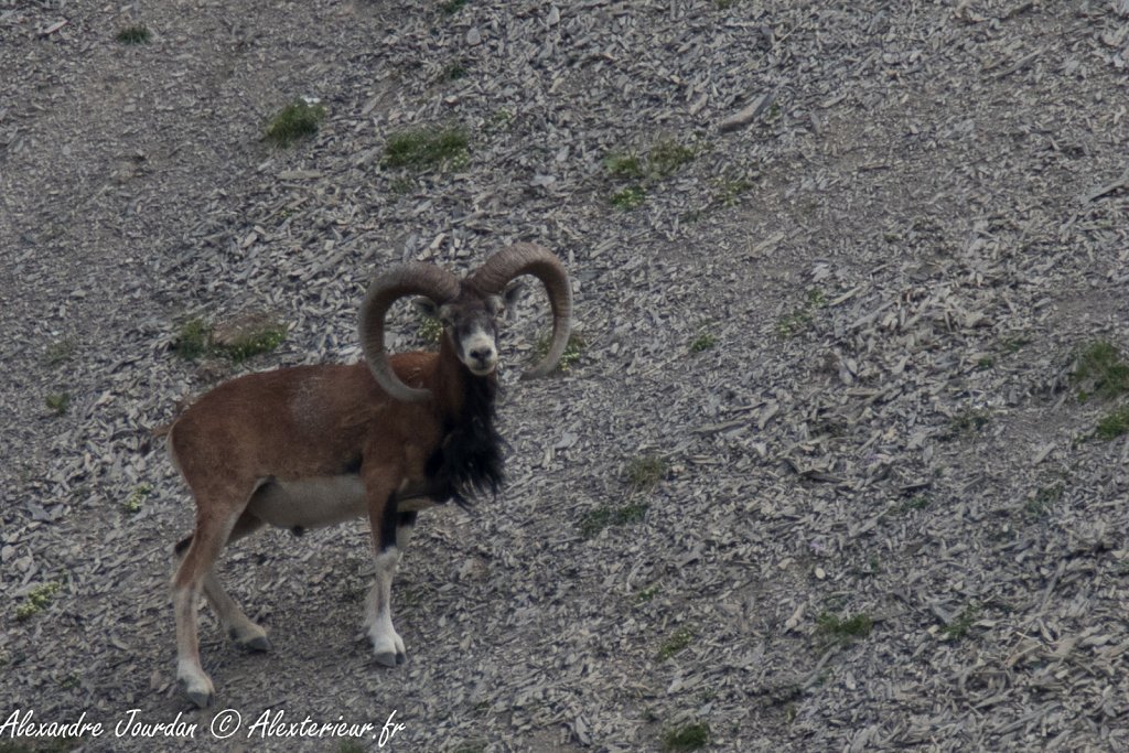 Mouflon méditerranéen (Ovis gmelini)