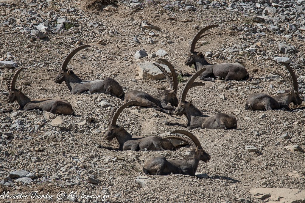 Le repos des grands mâles, Bouquetins des Alpes (Capra ibex)