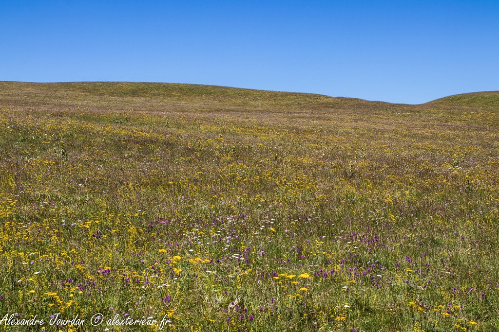 Prairie fleurie du Cézallier